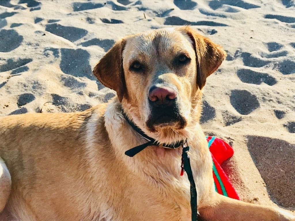 playas para perros en Baleares