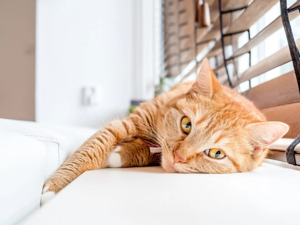Nueva ley de mascotas: ¿puede el propietario prohibir animales en el piso de alquiler?